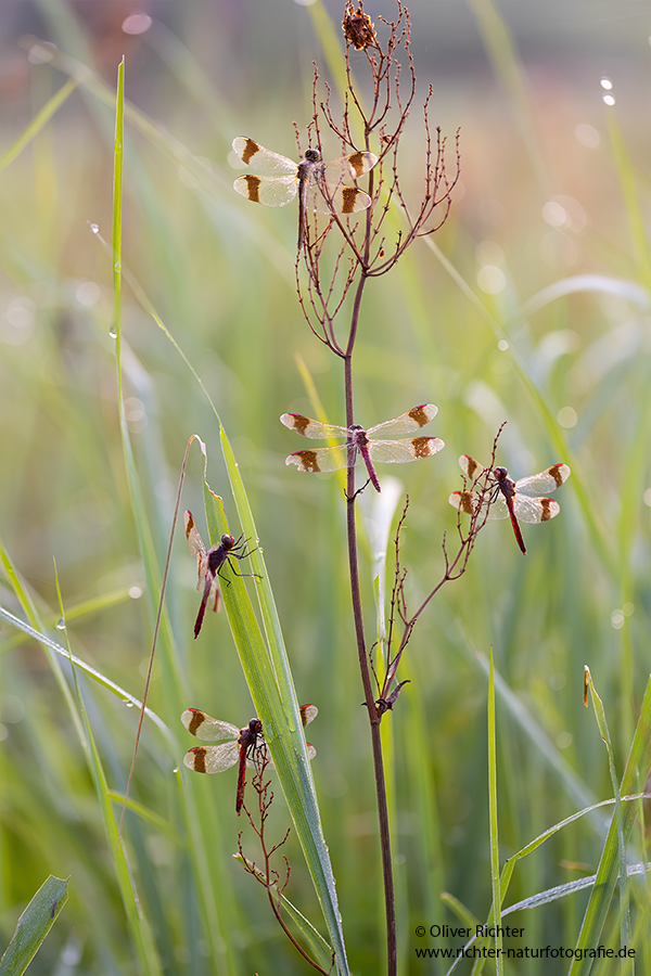 Gebaenderte Heidelibelle - Sympetrum pedemontanum - Weibchen - Heidelibelle - pedemontanum Odonata Großlibellen Libellen Segellibellen Heidelibellen