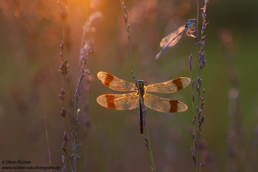 Gebaenderte Heidelibelle - Sympetrum pedemontanum - Weibchen - Heidelibelle - pedemontanum Odonata Großlibellen Libellen Segellibellen Heidelibellen
