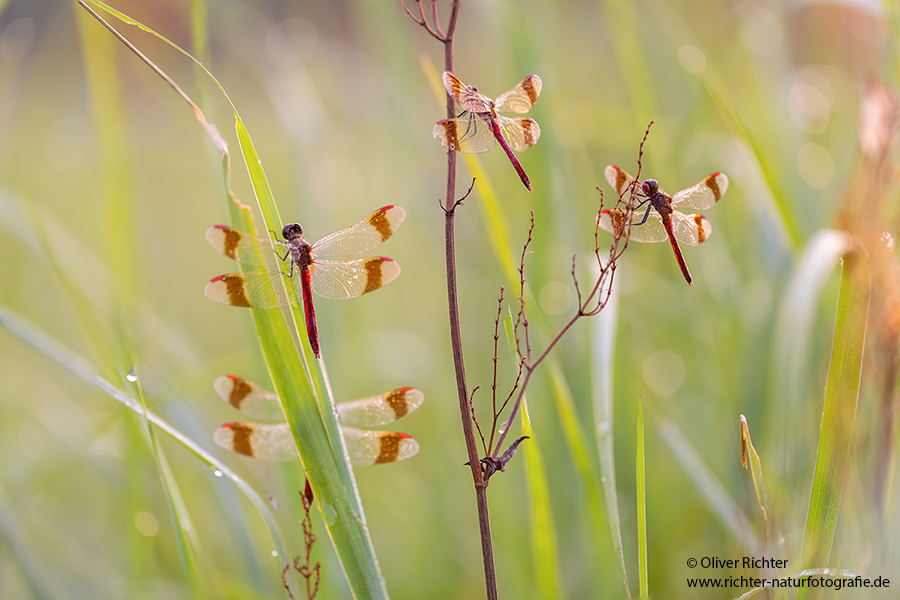 Gebaenderte Heidelibelle - Sympetrum pedemontanum - Weibchen - Heidelibelle - pedemontanum Odonata Großlibellen Libellen Segellibellen Heidelibellen