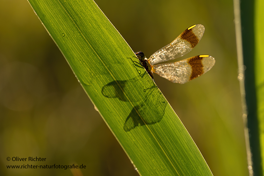 Gebaenderte Heidelibelle - Sympetrum pedemontanum - Weibchen - Heidelibelle - pedemontanum Odonata Großlibellen Libellen Segellibellen Heidelibellen
