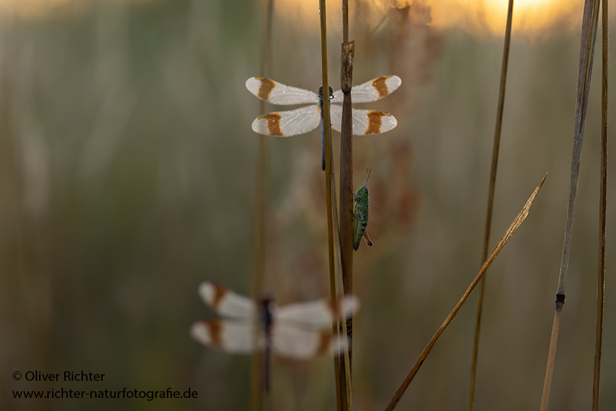 Gebaenderte Heidelibelle - Sympetrum pedemontanum - Weibchen - Heidelibelle - pedemontanum Odonata Großlibellen Libellen Segellibellen Heidelibellen