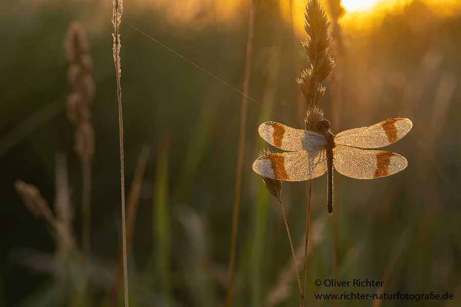 Gebaenderte Heidelibelle - Sympetrum pedemontanum - Weibchen - Heidelibelle - pedemontanum Odonata Großlibellen Libellen Segellibellen Heidelibellen