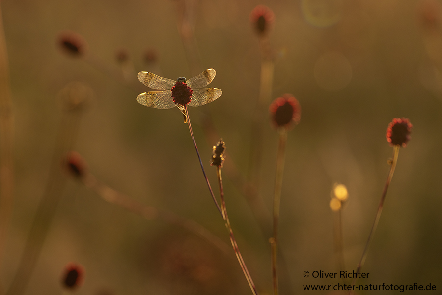 Gebaenderte Heidelibelle - Sympetrum pedemontanum - Weibchen - Heidelibelle - pedemontanum Odonata Großlibellen Libellen Segellibellen Heidelibellen