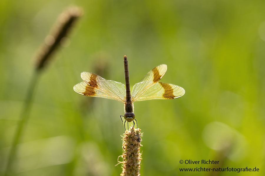 Gebaenderte Heidelibelle - Sympetrum pedemontanum - Weibchen - Heidelibelle - pedemontanum Odonata Großlibellen Libellen Segellibellen Heidelibellen