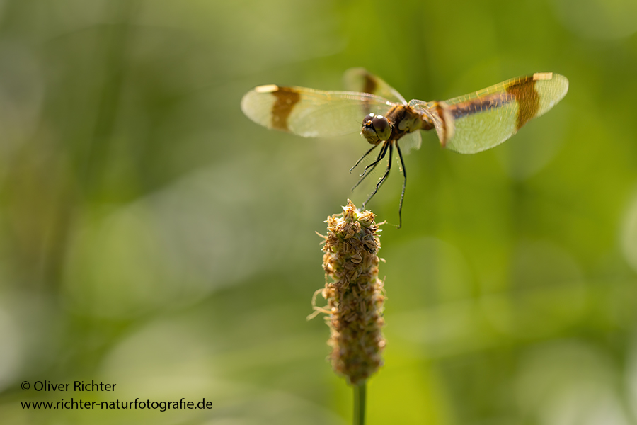 Gebaenderte Heidelibelle - Sympetrum pedemontanum - Weibchen - Heidelibelle - pedemontanum Odonata Großlibellen Libellen Segellibellen Heidelibellen