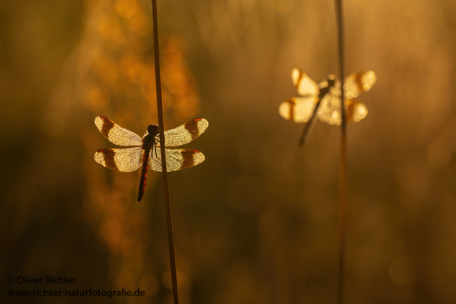 Gebaenderte Heidelibelle - Sympetrum pedemontanum - Weibchen - Heidelibelle - pedemontanum Odonata Großlibellen Libellen Segellibellen Heidelibellen