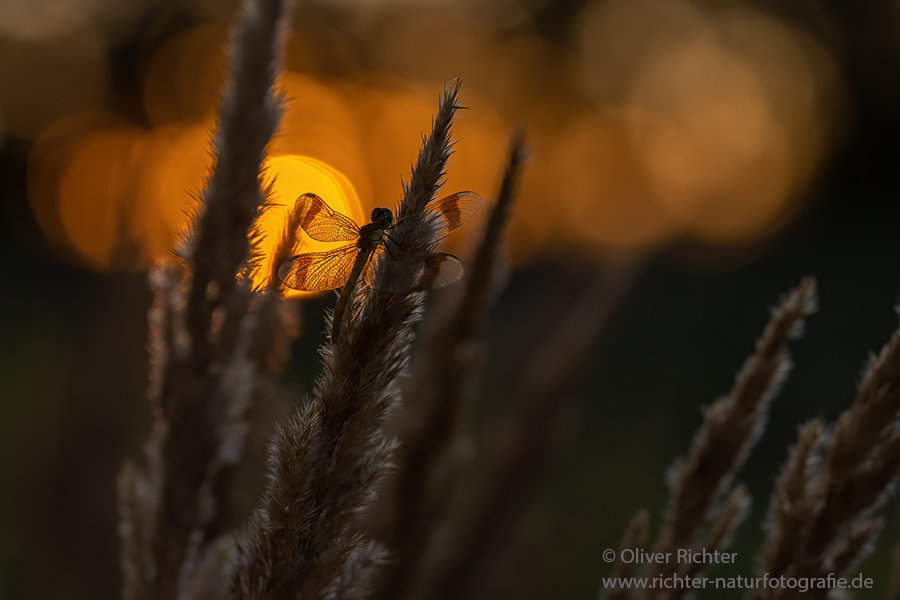 Gebaenderte Heidelibelle - Sympetrum pedemontanum - Weibchen - Heidelibelle - pedemontanum Odonata Großlibellen Libellen Segellibellen Heidelibellen