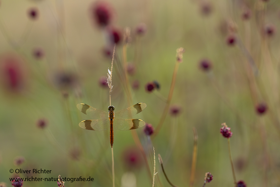 Gebaenderte Heidelibelle - Sympetrum pedemontanum - Weibchen - Heidelibelle - pedemontanum Odonata Großlibellen Libellen Segellibellen Heidelibellen