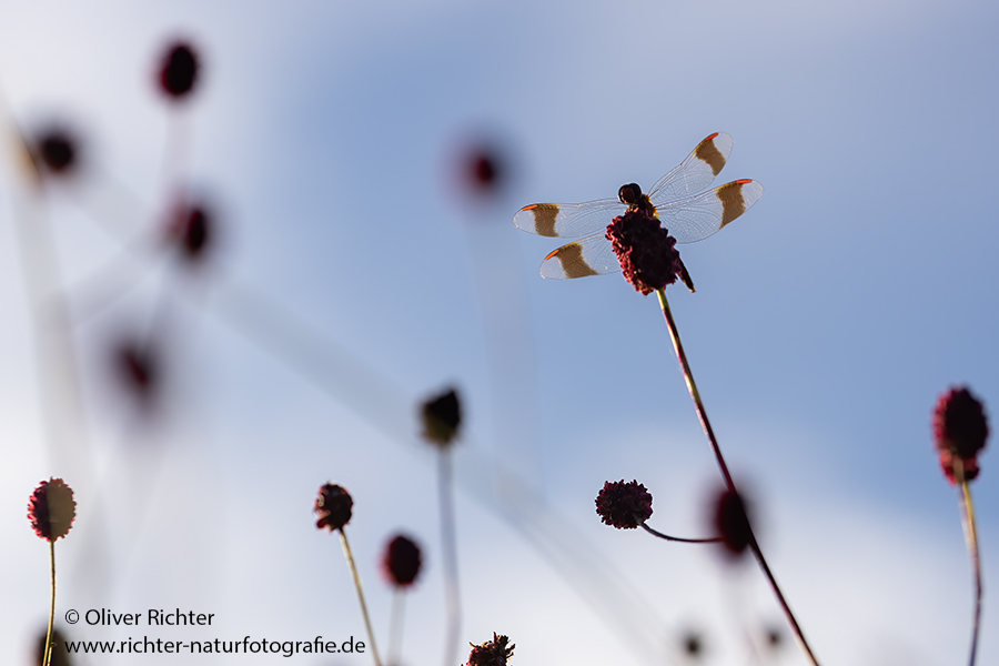Gebaenderte Heidelibelle - Sympetrum pedemontanum - Weibchen - Heidelibelle - pedemontanum Odonata Großlibellen Libellen Segellibellen Heidelibellen