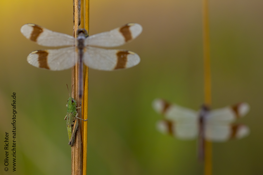 Gebaenderte Heidelibelle - Sympetrum pedemontanum - Weibchen - Heidelibelle - pedemontanum Odonata Großlibellen Libellen Segellibellen Heidelibellen