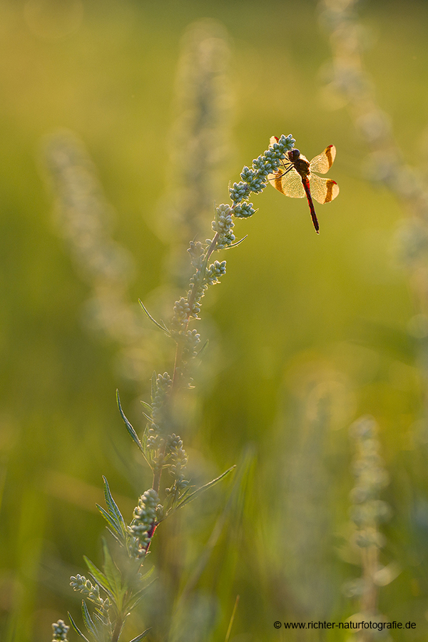 Gebaenderte Heidelibelle - Sympetrum pedemontanum - Weibchen - Heidelibelle - pedemontanum Odonata Großlibellen Libellen Segellibellen Heidelibellen