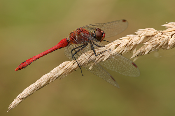 Blutrote Heidelibelle - Sympetrum sanguineum