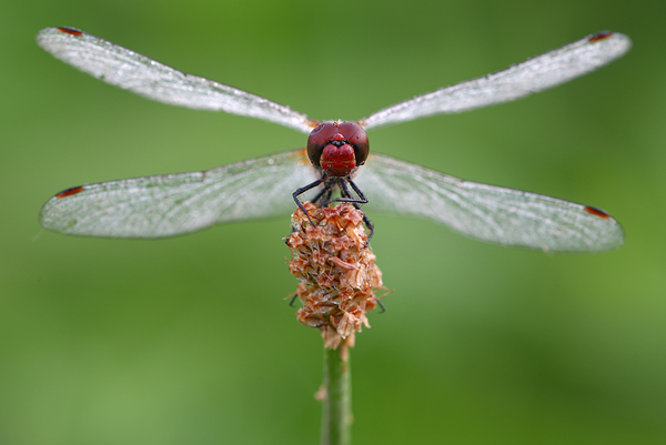 Blutrote Heidelibelle - Sympetrum sanguineum