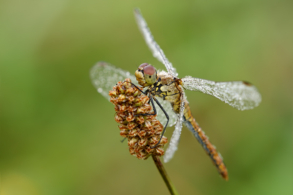 Blutrote Heidelibelle - Sympetrum sanguineum