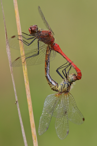 Paarungsrad der Blutroten Heidelibelle - Sympetrum sanguineum Heidelibellen Großlibellen Libellen Insekten Grimma Sachsen Odonata