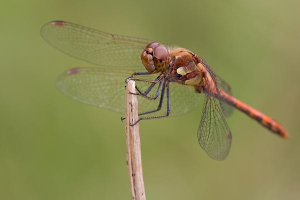 Große Heidelibelle - Sympetrum striolatum - Maennchen
