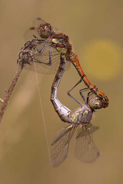 Paarungsrad der Großen Heidelibelle - Sympetrum striolatum