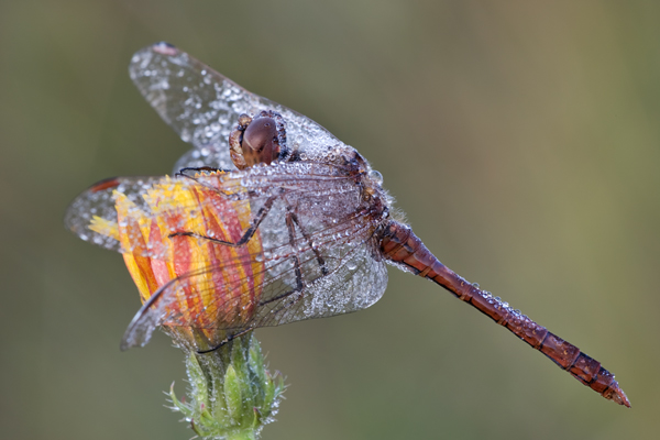 Gemeine Heidelibelle - Sympetrum vulgatum - Maennchen Odonata Großlibellen Heidelibellen Segellibellen Insekten Grimma 