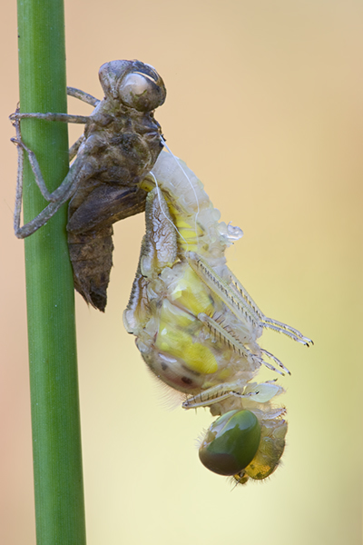 Gemeine Heidelibelle bei der letzten Haeutung - Sympetrum vulgatum
