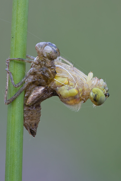 Gemeine Heidelibelle bei der letzten Haeutung - Sympetrum vulgatum