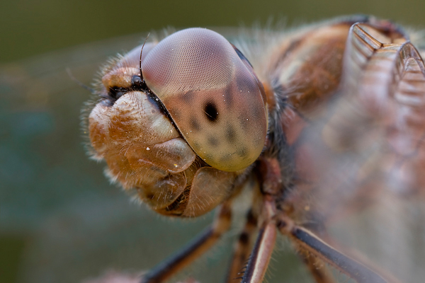 Gemeine Heidelibelle - Sympetrum vulgatum