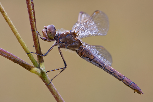 Gemeine Heidelibelle - Sympetrum vulgatum - Weibchen Großlibellen Libellen Odonata Grimma Insekten Segellibellen