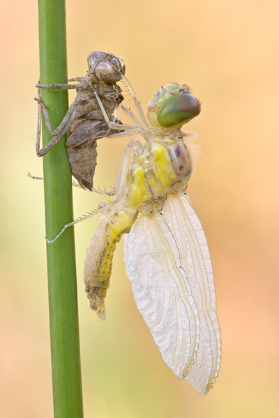 Gemeine Heidelibelle bei der letzten Haeutung - Sympetrum vulgatum