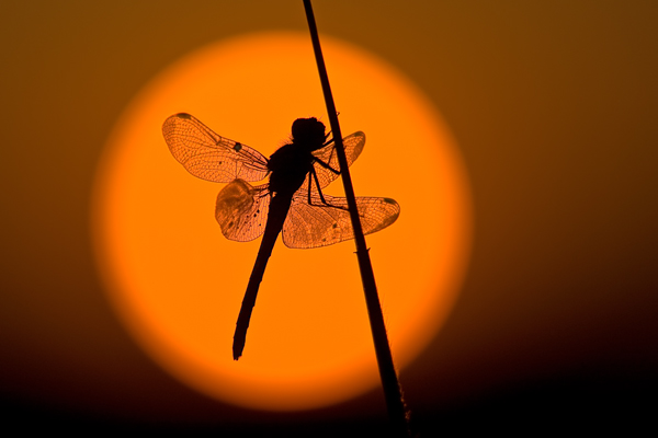 Gemeine Heidelibelle - Sympetrum vulgatum  - Morgen Grimma Sachsen Muldental Sonnenaufgang 