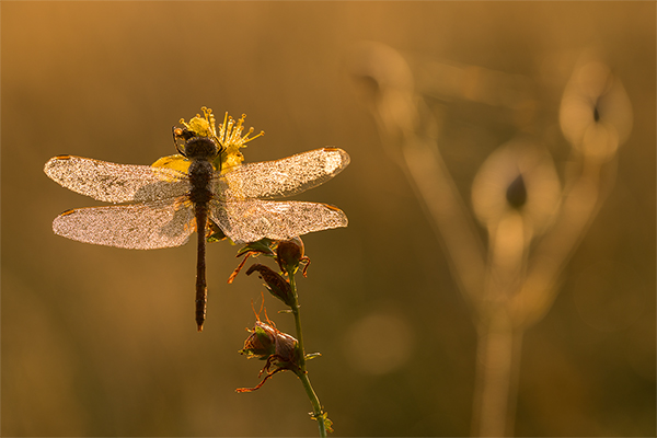 Gemeine Heidelibelle - Sympetrum vulgatum  - Morgen Grimma Sachsen Muldental 