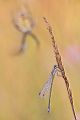 Lestes virens - Kleine Binsenjungfer und Wespenspinne (Hintergrund)