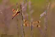 Gebaenderte Heidelibelle - Sympetrum pedemontanum - Weibchen - Heidelibelle - pedemontanum Odonata Großlibellen Libellen Segellibellen Heidelibellen