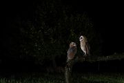 Schleiereule - Tyto alba, Eule, Eulen, Griumma, Muldental, Schleiereule im Muldental, Eulen in Grimma, Barn owl,  Strigiformes, Vögel, Muldental, Scheune 
