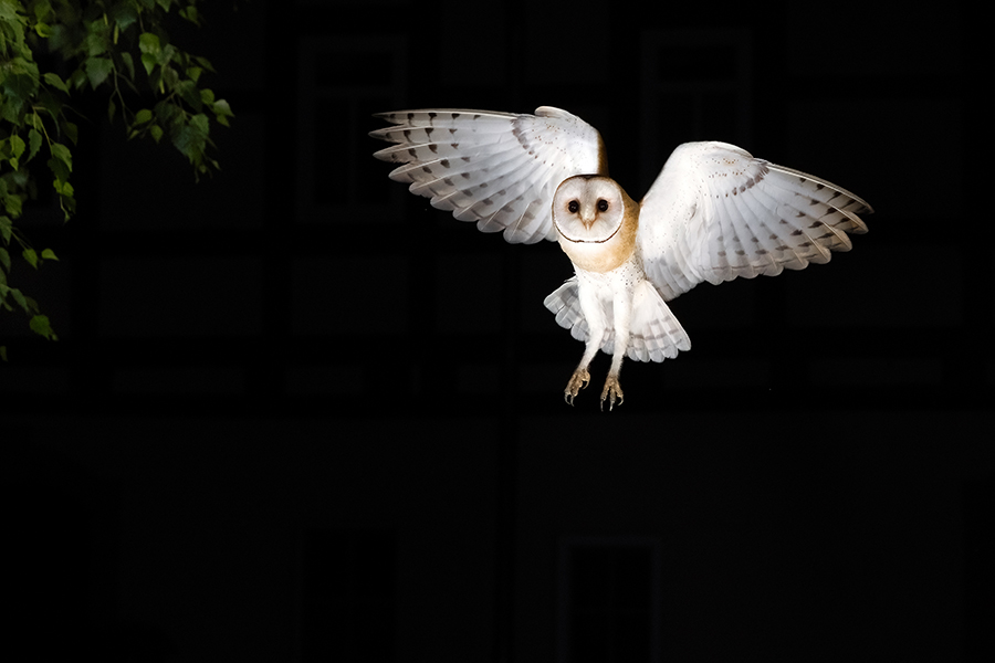 Schleiereule - Tyto alba, Eule, Eulen, Griumma, Muldental, Schleiereule im Muldental, Eulen in Grimma, Barn owl,  Strigiformes, Vögel, Muldental, Scheune 
