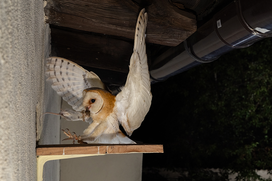 Schleiereule - Tyto alba, Eule, Eulen, Griumma, Muldental, Schleiereule im Muldental, Eulen in Grimma, Barn owl,  Strigiformes, Vögel, Muldental, Scheune 