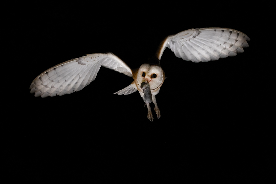 Schleiereule - Tyto alba, Eule, Eulen, Griumma, Muldental, Schleiereule im Muldental, Eulen in Grimma, Barn owl,  Strigiformes, Vögel, Muldental, Scheune 