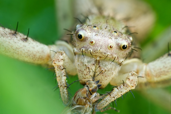 Busch-Krabbenspinne - Xysticus cristatus